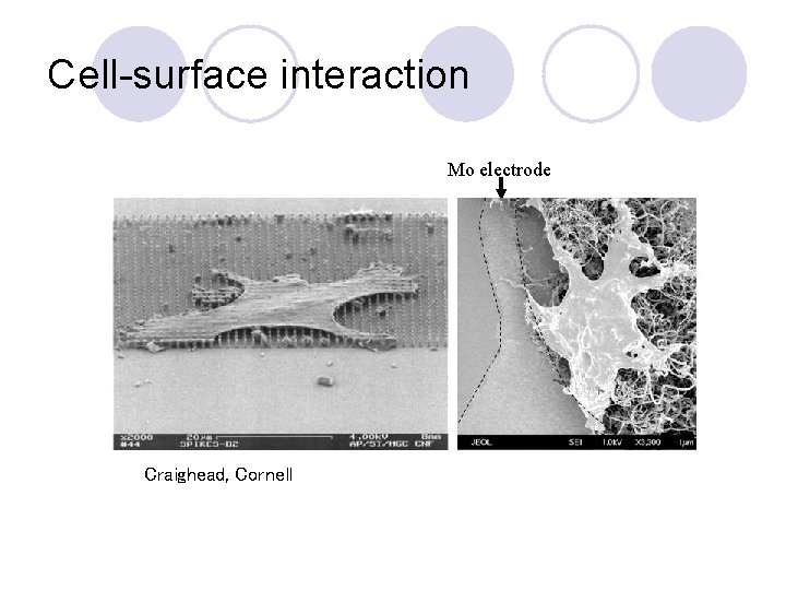 Cell-surface interaction Mo electrode Craighead, Cornell 