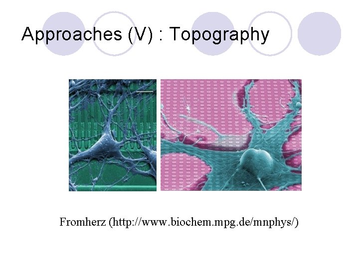 Approaches (V) : Topography Fromherz (http: //www. biochem. mpg. de/mnphys/) 