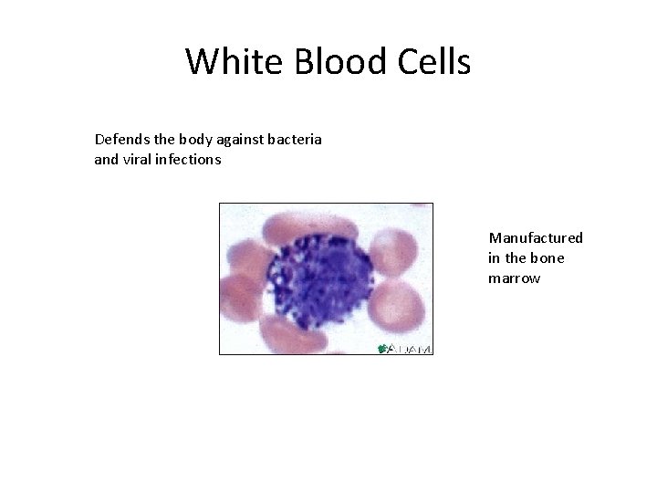 White Blood Cells Defends the body against bacteria and viral infections Manufactured in the