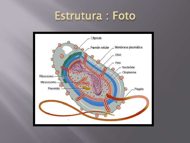 Estrutura : Foto 