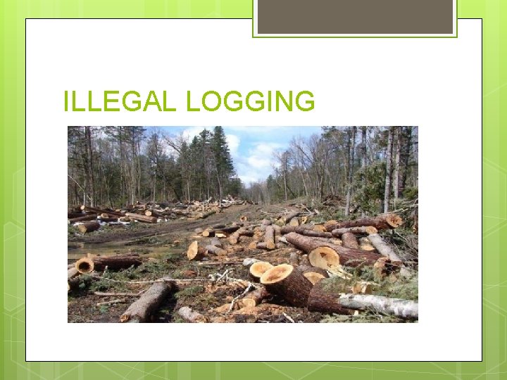 ILLEGAL LOGGING 