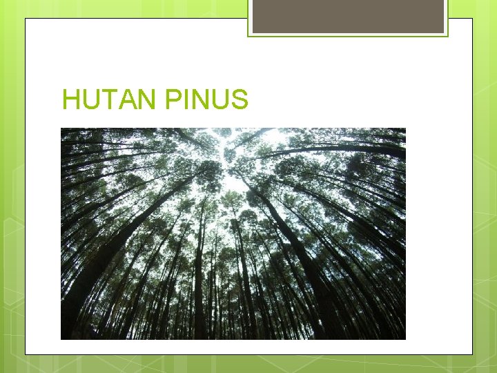 HUTAN PINUS 