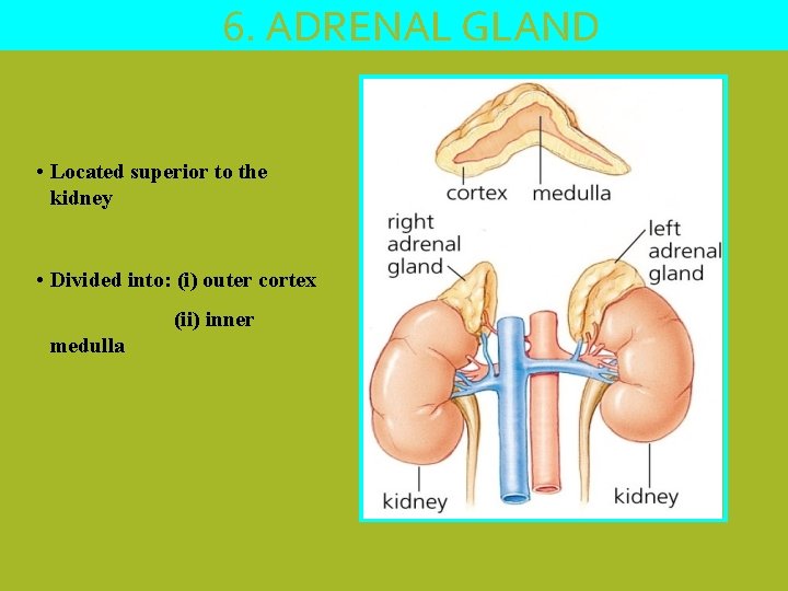 6. ADRENAL GLAND • Located superior to the kidney • Divided into: (i) outer