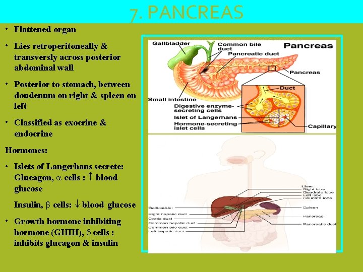  • Flattened organ 7. PANCREAS • Lies retroperitoneally & transversly across posterior abdominal