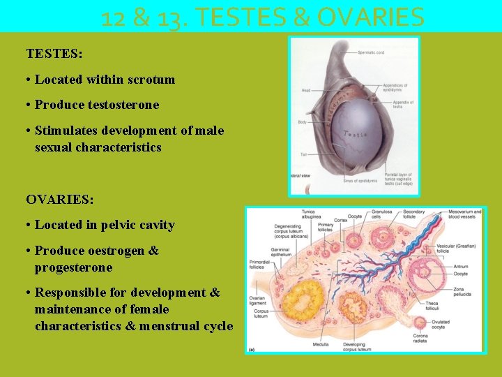 12 & 13. TESTES & OVARIES TESTES: • Located within scrotum • Produce testosterone
