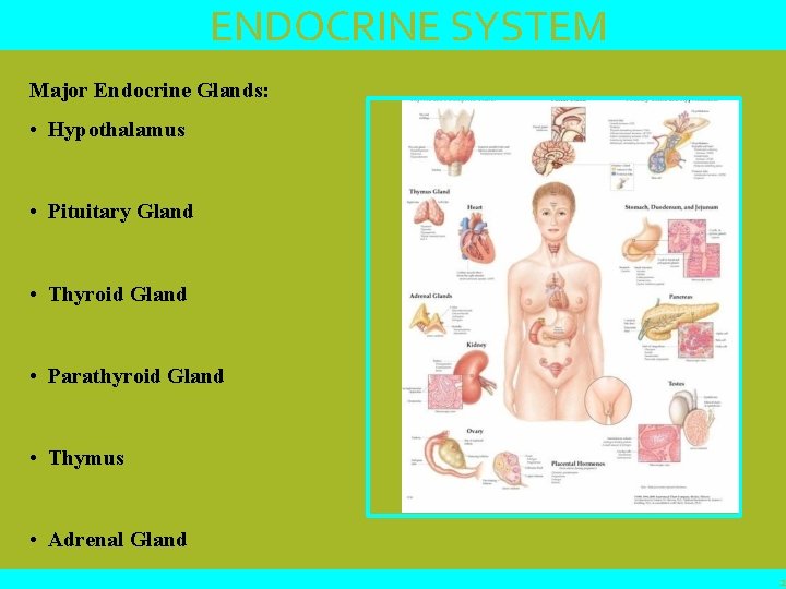 ENDOCRINE SYSTEM Major Endocrine Glands: • Hypothalamus • Pituitary Gland • Thyroid Gland •
