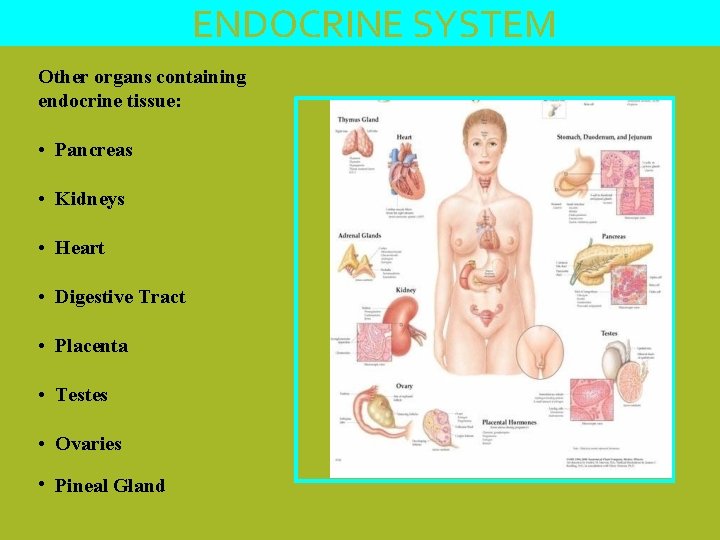 ENDOCRINE SYSTEM Other organs containing endocrine tissue: • Pancreas • Kidneys • Heart •