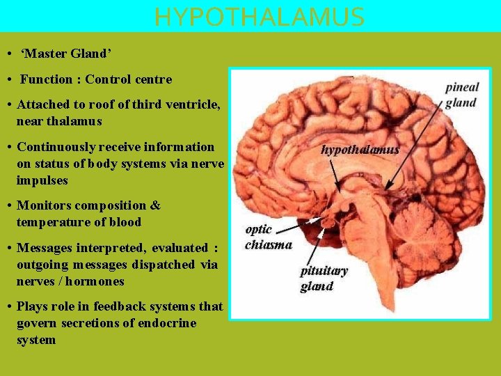 HYPOTHALAMUS • ‘Master Gland’ • Function : Control centre • Attached to roof of