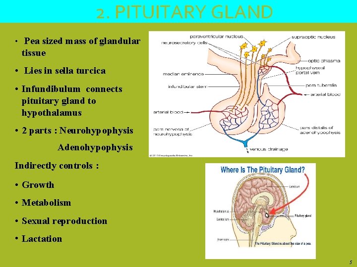 2. PITUITARY GLAND • Pea sized mass of glandular tissue • Lies in sella