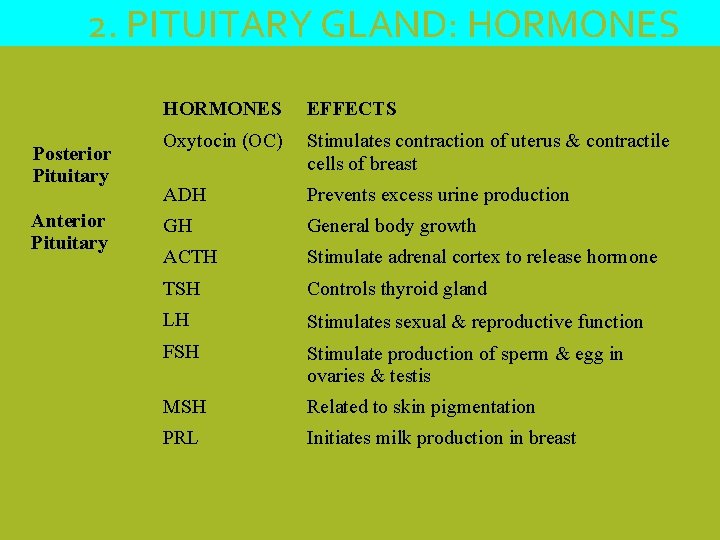 2. PITUITARY GLAND: HORMONES Posterior Pituitary Anterior Pituitary HORMONES EFFECTS Oxytocin (OC) Stimulates contraction