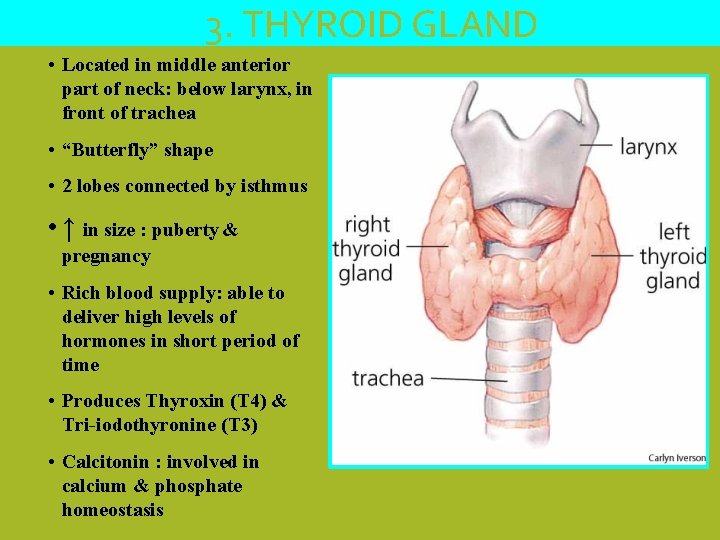 3. THYROID GLAND • Located in middle anterior part of neck: below larynx, in