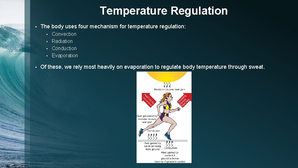 Temperature Regulation • The body uses four mechanism for temperature regulation: Convection • Radiation