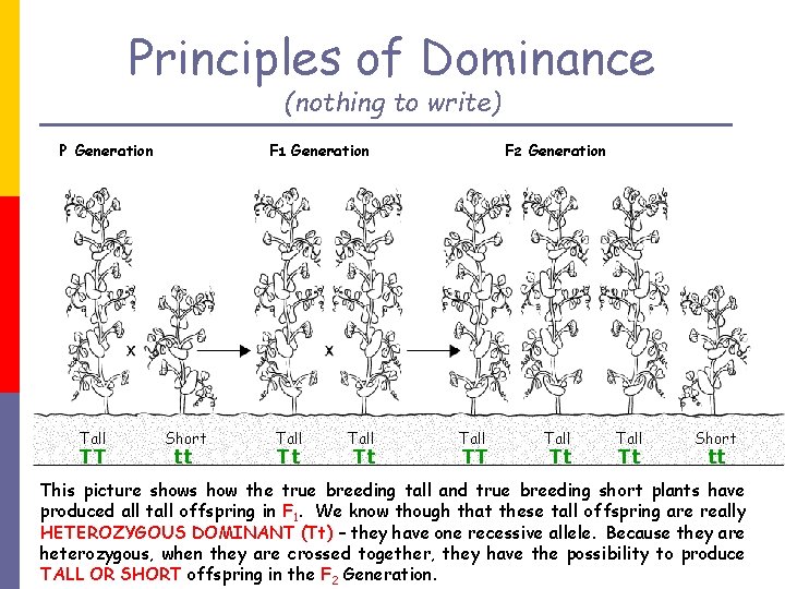 Principles of Dominance (nothing to write) P Generation Tall TT F 1 Generation Short
