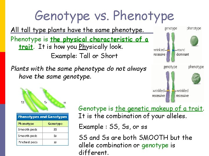 Genotype vs. Phenotype All tall type plants have the same phenotype. Phenotype is the