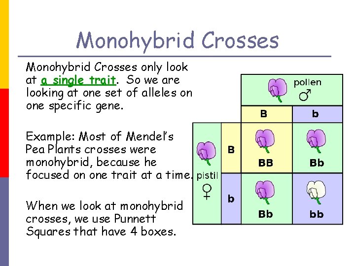 Monohybrid Crosses only look at a single trait. So we are looking at one