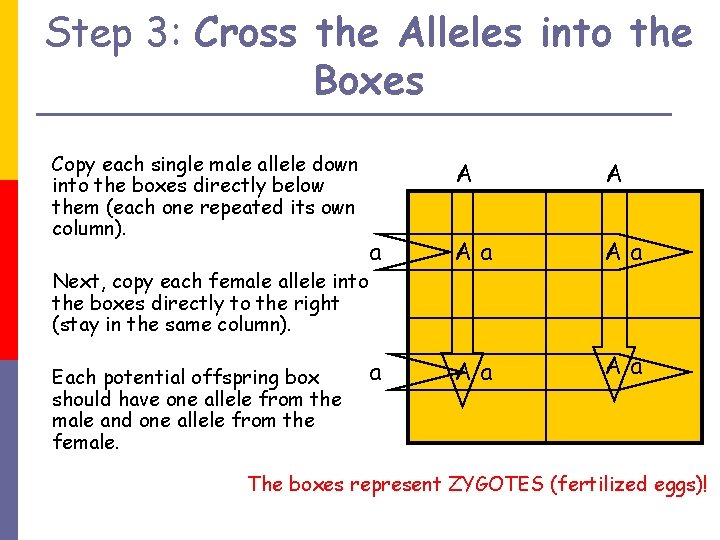 Step 3: Cross the Alleles into the Boxes Copy each single male allele down