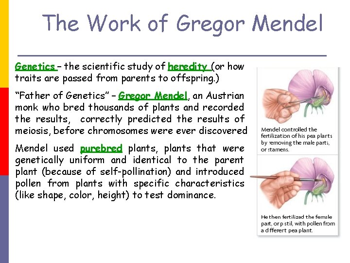 The Work of Gregor Mendel Genetics – the scientific study of heredity (or how