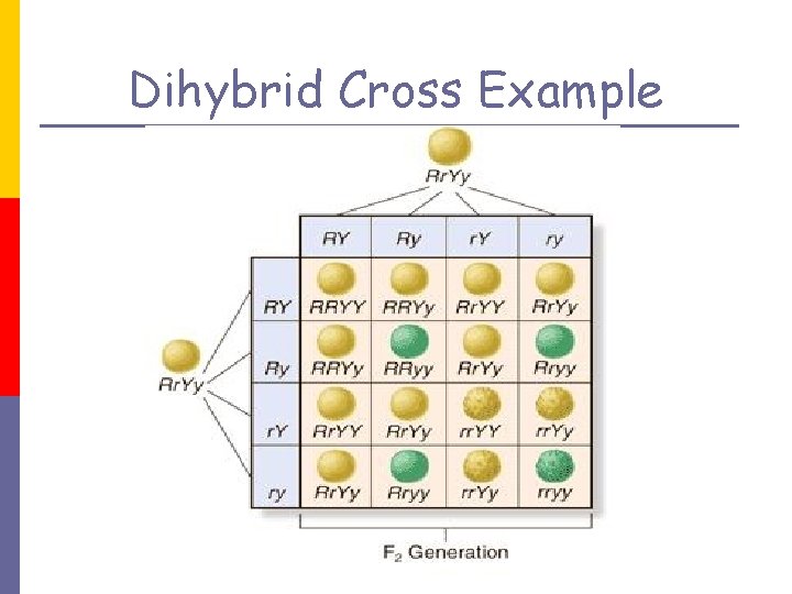 Dihybrid Cross Example 