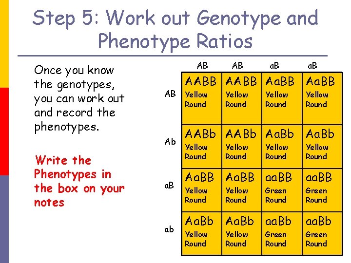 Step 5: Work out Genotype and Phenotype Ratios Once you know the genotypes, you