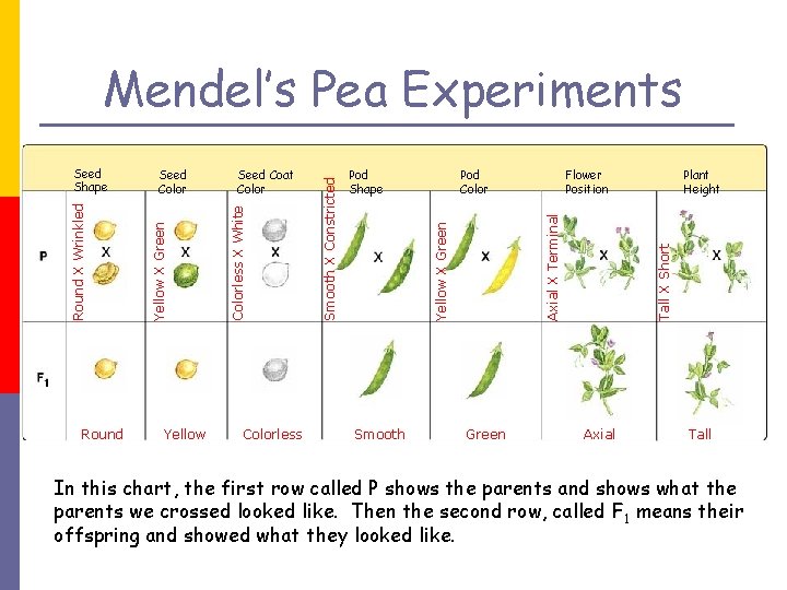 Round Yellow Colorless Pod Color Smooth Flower Position Green Plant Height Tall X Short