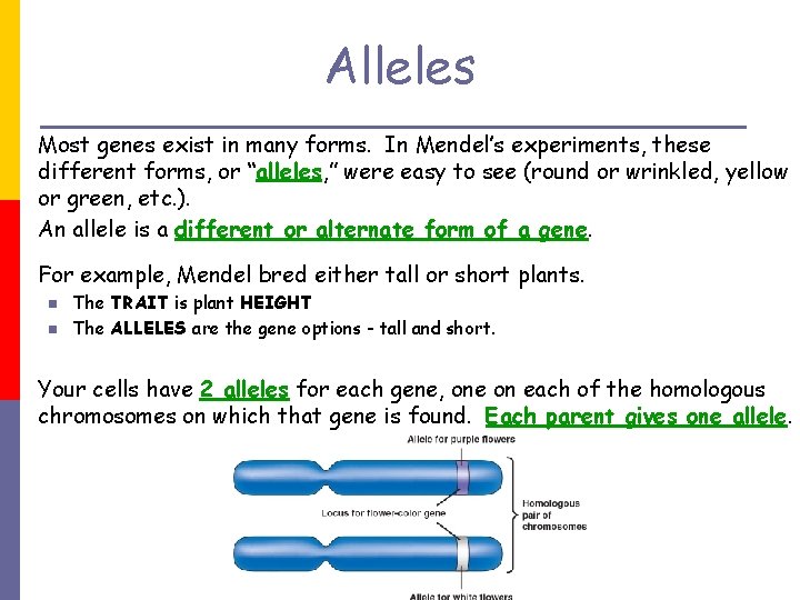 Alleles Most genes exist in many forms. In Mendel’s experiments, these different forms, or