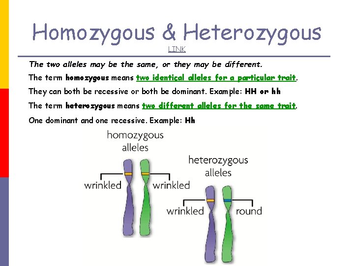 Homozygous & Heterozygous LINK The two alleles may be the same, or they may