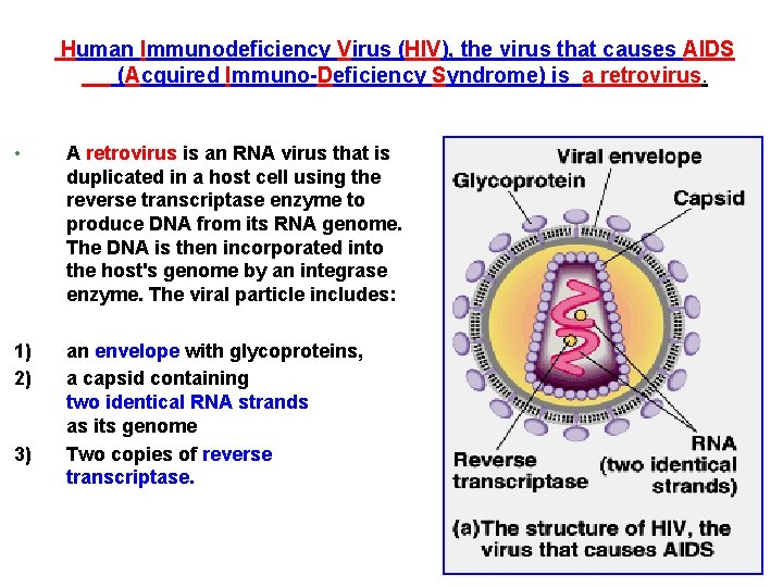 Human Immunodeficiency Virus (HIV), the virus that causes AIDS (Acquired Immuno-Deficiency Syndrome) is a