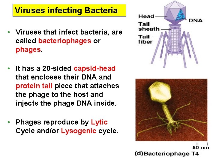 Viruses infecting Bacteria • Viruses that infect bacteria, are called bacteriophages or phages. •