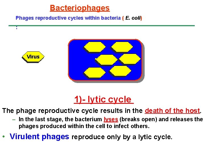 Bacteriophages Phages reproductive cycles within bacteria ( E. coli) : Virus Bacteria 1)- lytic