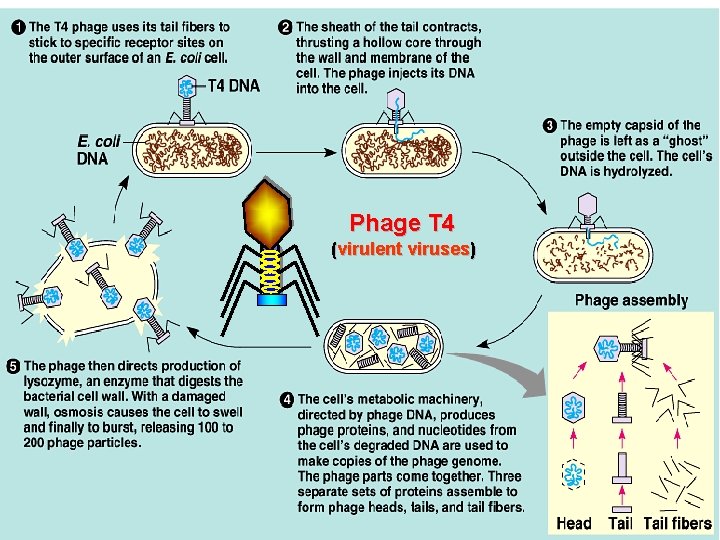 Phage T 4 (virulent viruses) 15 