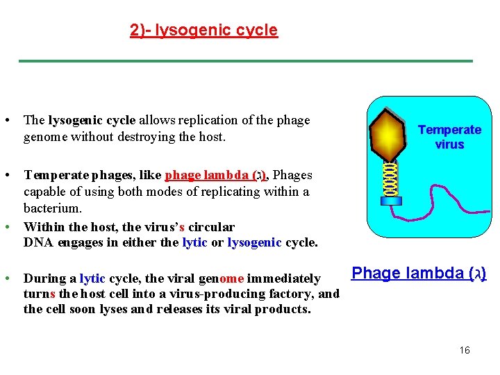 2)- lysogenic cycle • The lysogenic cycle allows replication of the phage genome without
