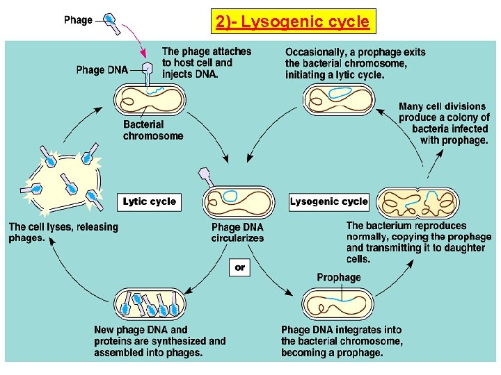 2)- Lysogenic cycle 17 