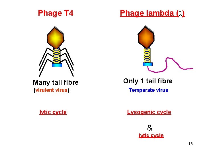 Phage T 4 Many tail fibre (virulent virus) lytic cycle Phage lambda ( )ג