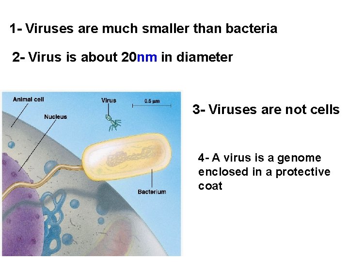 1 - Viruses are much smaller than bacteria 2 - Virus is about 20