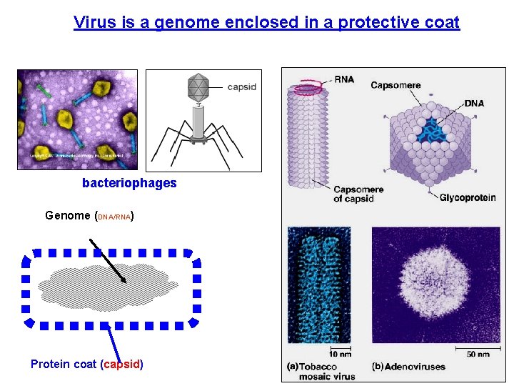 Virus is a genome enclosed in a protective coat bacteriophages Genome (DNA/RNA) Protein coat
