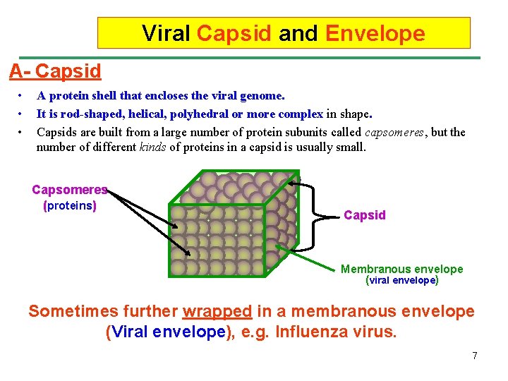Viral Capsid and Envelope A- Capsid • • • A protein shell that encloses