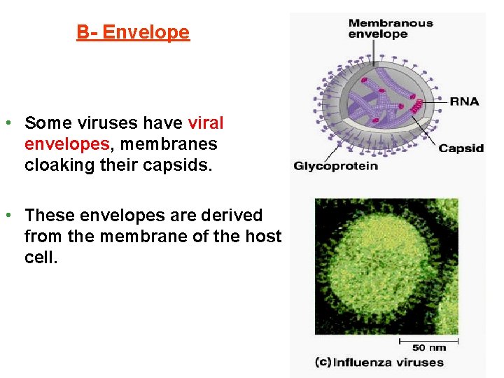 B- Envelope • Some viruses have viral envelopes, membranes cloaking their capsids. • These