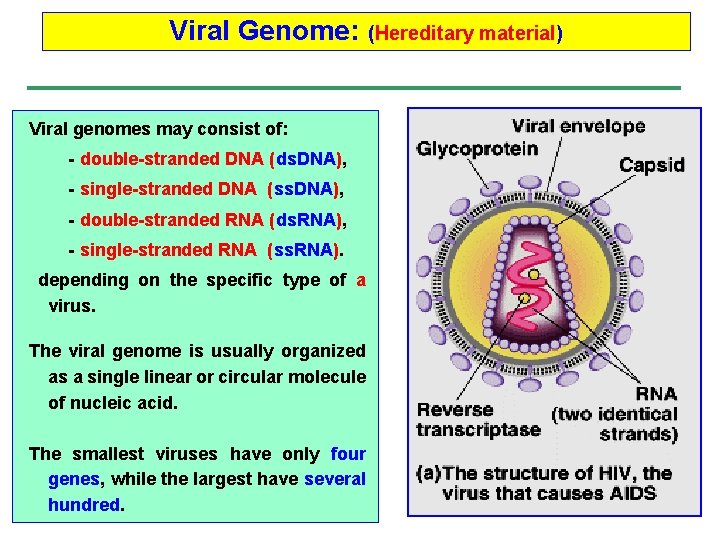 Viral Genome: Viral genomes may consist of: - double-stranded DNA (ds. DNA), - single-stranded