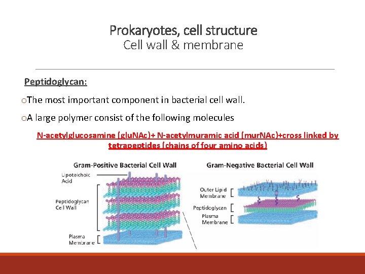 Prokaryotes, cell structure Cell wall & membrane Peptidoglycan: o. The most important component in