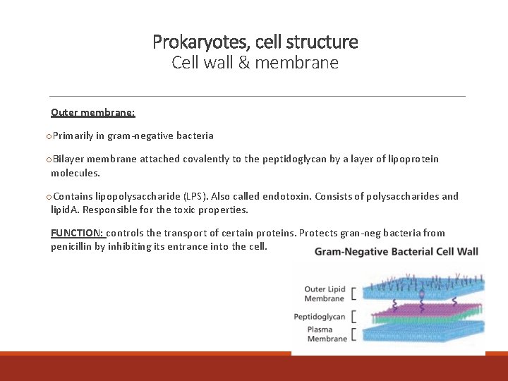 Prokaryotes, cell structure Cell wall & membrane Outer membrane: o. Primarily in gram-negative bacteria