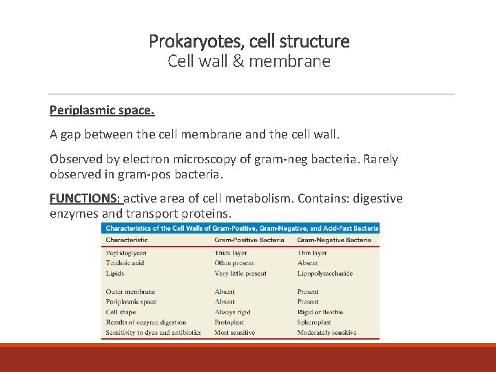 Prokaryotes, cell structure Cell wall & membrane Periplasmic space. A gap between the cell