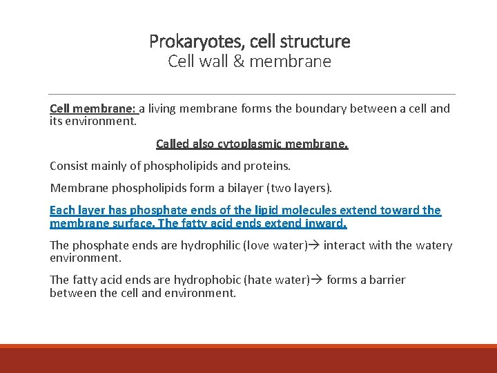 Prokaryotes, cell structure Cell wall & membrane Cell membrane: a living membrane forms the