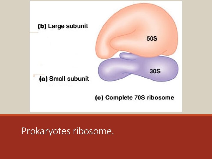 Prokaryotes ribosome. 