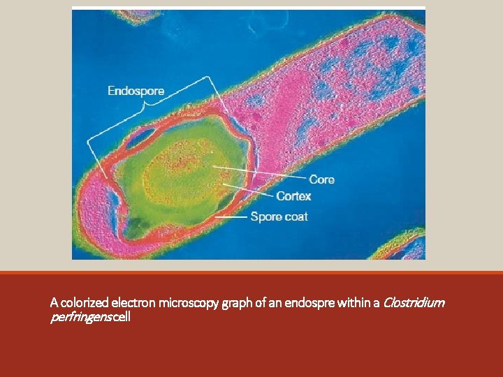 A colorized electron microscopy graph of an endospre within a Clostridium perfringens cell 
