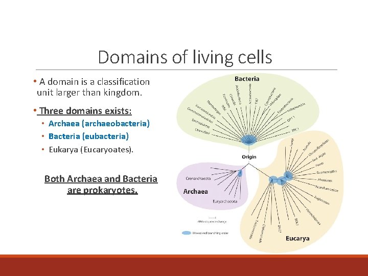 Domains of living cells • A domain is a classification unit larger than kingdom.