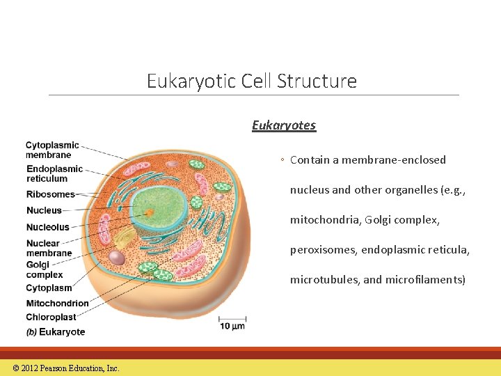 Eukaryotic Cell Structure Eukaryotes ◦ Contain a membrane-enclosed nucleus and other organelles (e. g.