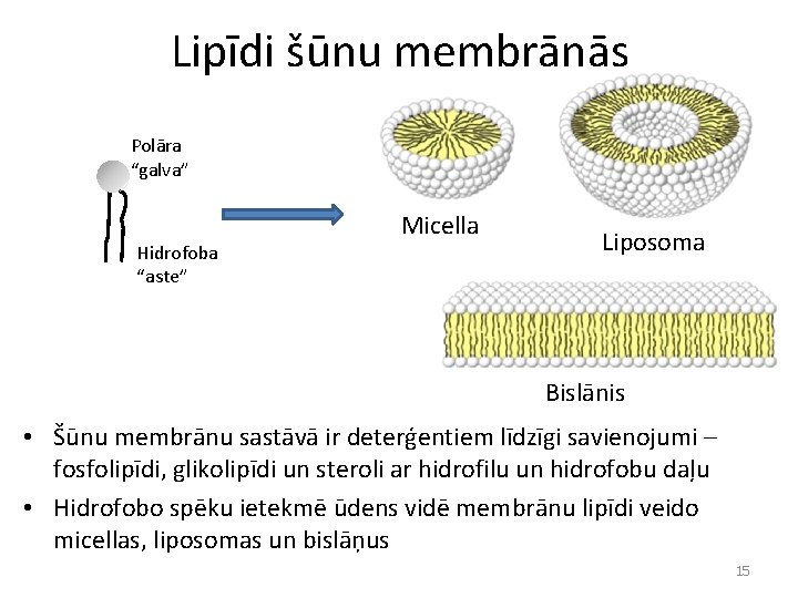 Lipīdi šūnu membrānās Polāra “galva” Hidrofoba “aste” Micella Liposoma Bislānis • Šūnu membrānu sastāvā