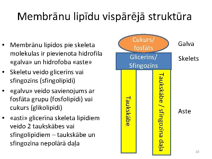 Membrānu lipīdu vispārējā struktūra Taukskābe / sfingozīna daļa Taukskābe • Membrānu lipīdos pie skeleta