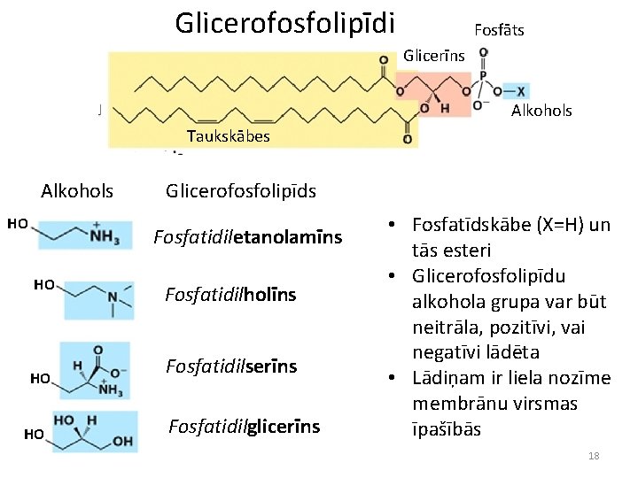 Glicerofosfolipīdi Fosfāts Glicerīns Alkohols Taukskābes Alkohols HO Glicerofosfolipīds Fosfatidiletanolamīns HO HO HO Fosfatidilholīns Fosfatidilserīns