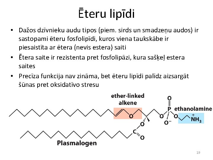 Ēteru lipīdi • Dažos dzīvnieku audu tipos (piem. sirds un smadzeņu audos) ir sastopami